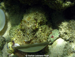 Octopus playing with a shell spotted a few metres off the... by Eurion Leonard-Pugh 